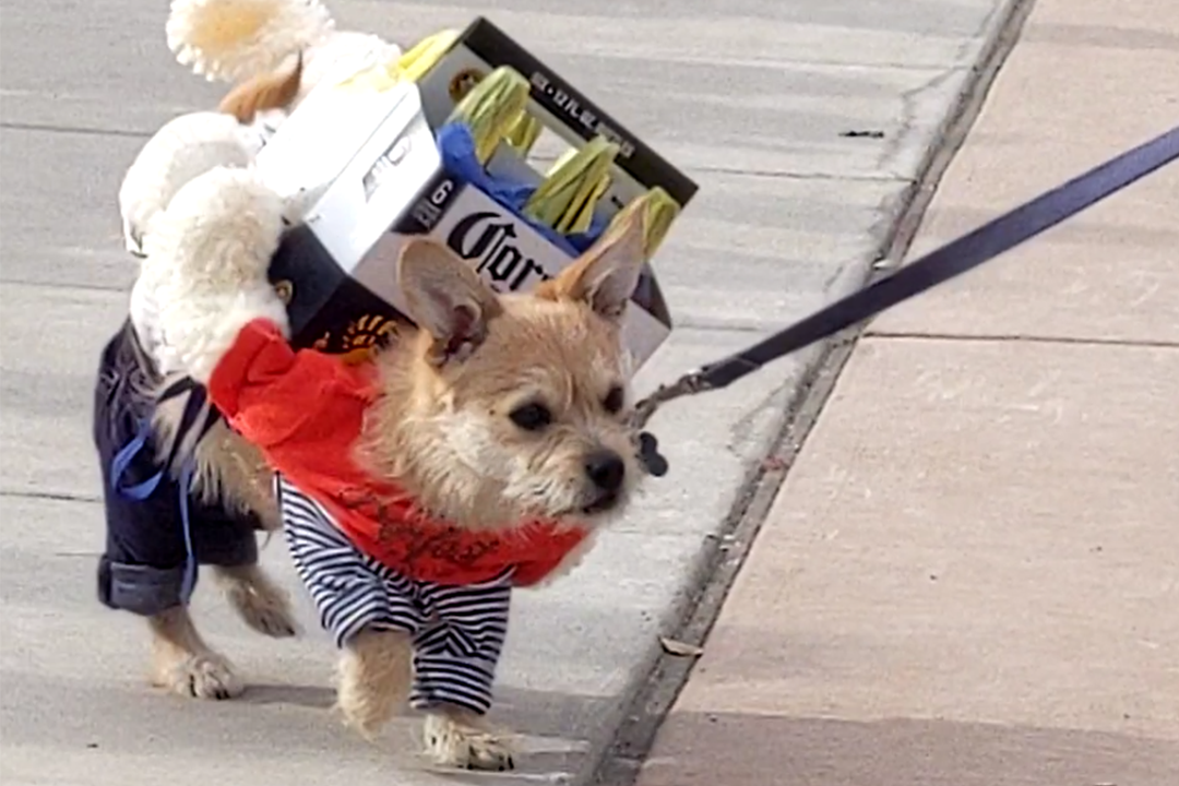 Image of pet costume contest winner - a small dog with wiry fur in a striped shirt and jeans with a bunny holding a case of Corona on his back